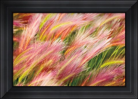Framed Foxtail Barley I Print