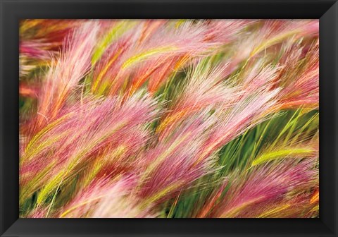 Framed Foxtail Barley I Print