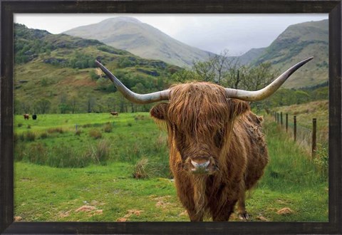 Framed Scottish Highland Cattle III Print