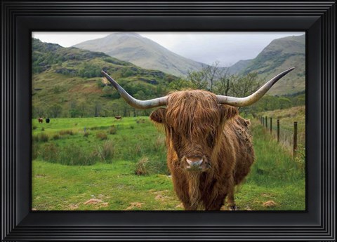 Framed Scottish Highland Cattle III Print