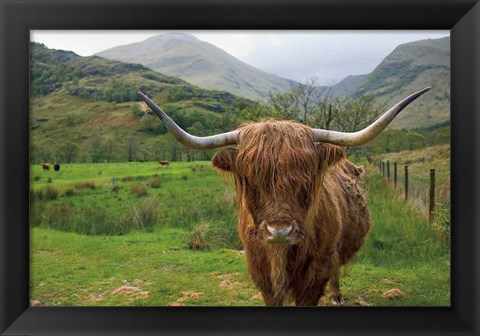 Framed Scottish Highland Cattle III Print