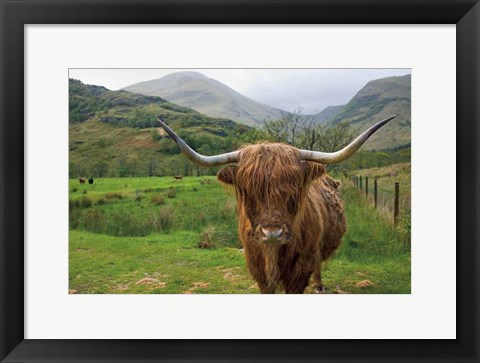 Framed Scottish Highland Cattle III Print