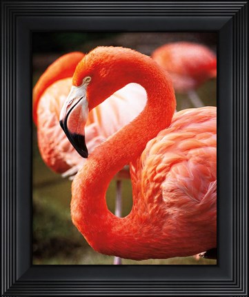 Framed Flamingo III Print