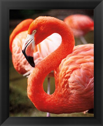 Framed Flamingo III Print