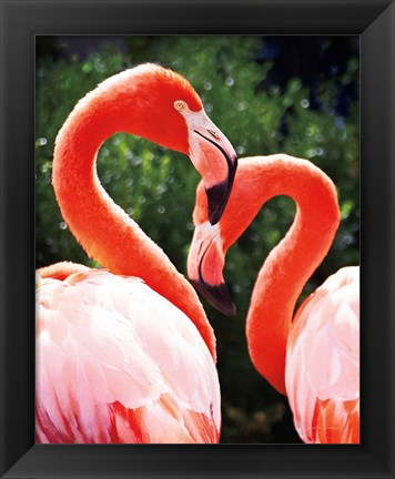 Framed Flamingo II Print