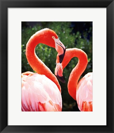 Framed Flamingo II Print