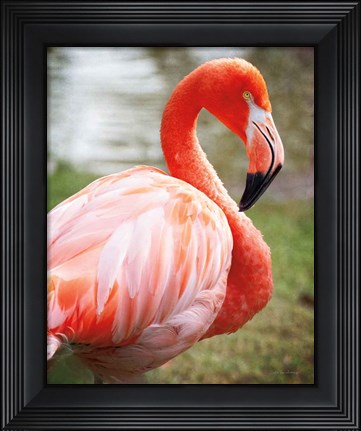 Framed Flamingo I Print