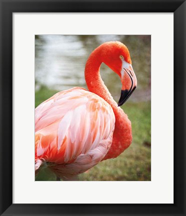 Framed Flamingo I Print