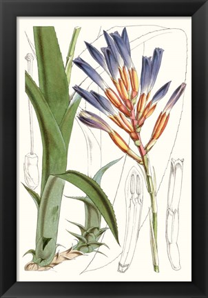 Framed Tropical Plants I Print