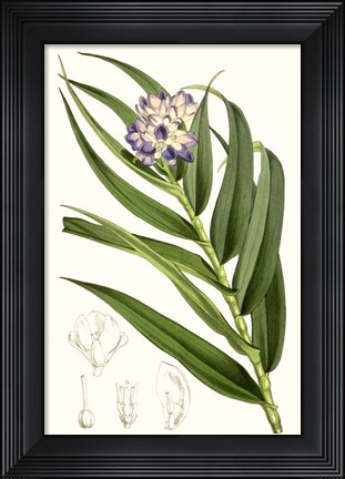 Framed Tropical Plants II Print
