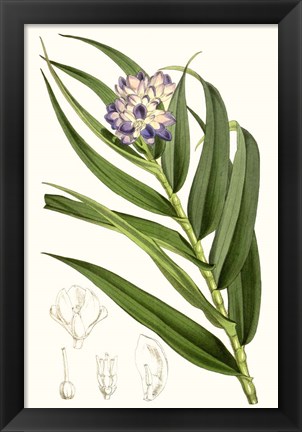 Framed Tropical Plants II Print