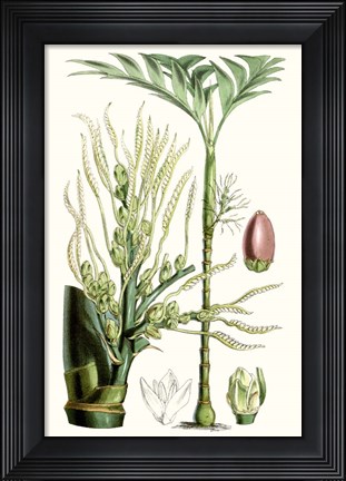 Framed Tropical Plants III Print