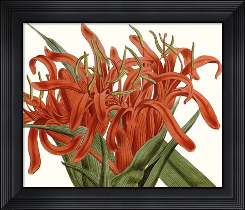 Framed Striking Coral Botanicals I Print