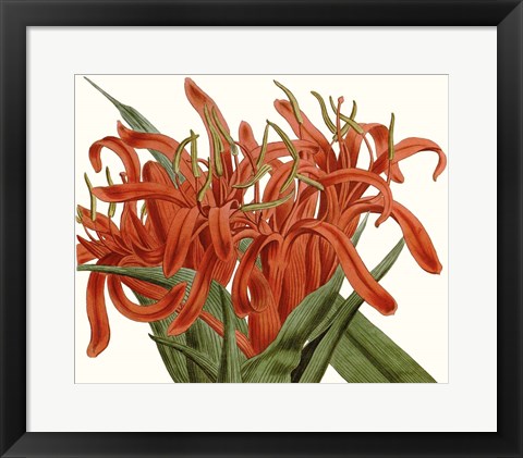 Framed Striking Coral Botanicals I Print