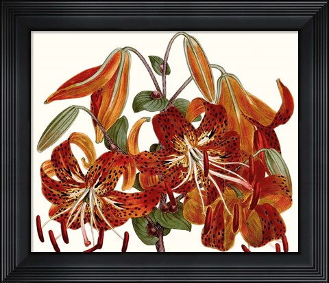 Framed Striking Coral Botanicals II Print