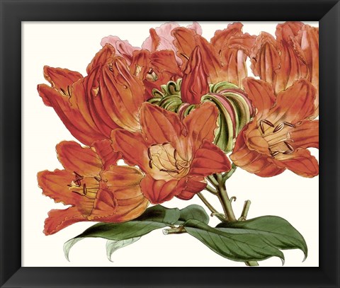 Framed Striking Coral Botanicals III Print