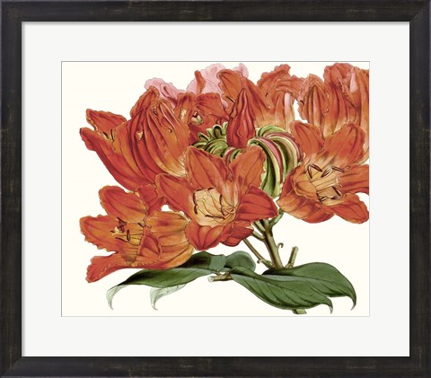 Framed Striking Coral Botanicals III Print
