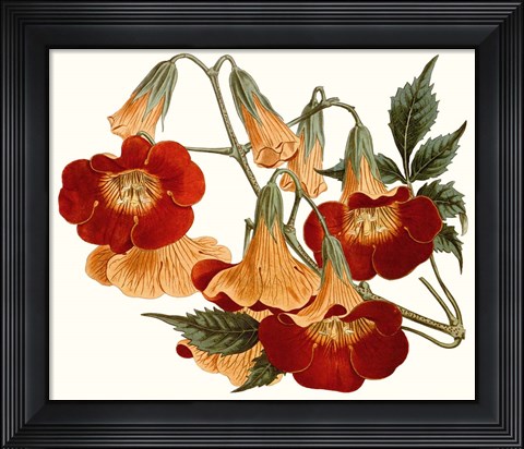 Framed Striking Coral Botanicals IV Print