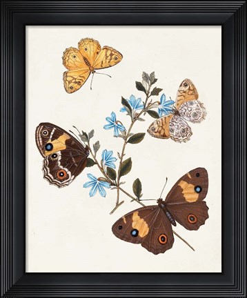 Framed Butterflies &amp; Moths I Print