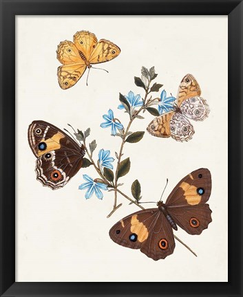 Framed Butterflies &amp; Moths I Print