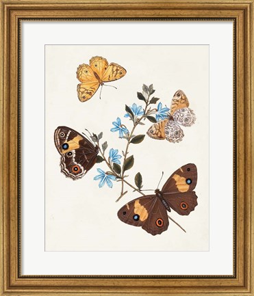 Framed Butterflies &amp; Moths I Print