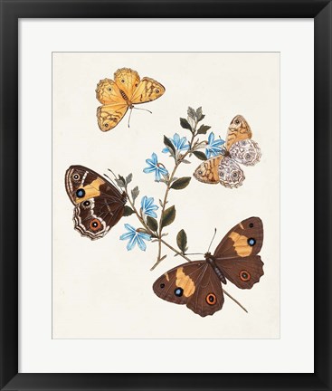 Framed Butterflies &amp; Moths I Print