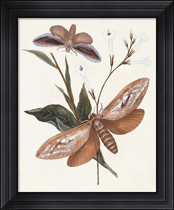 Framed Butterflies &amp; Moths II Print