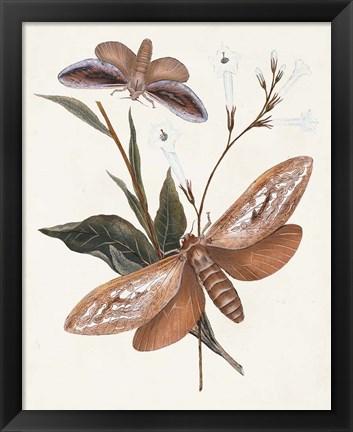 Framed Butterflies &amp; Moths II Print