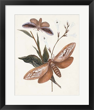 Framed Butterflies &amp; Moths II Print