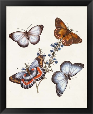 Framed Butterflies &amp; Moths III Print