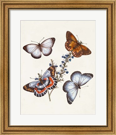 Framed Butterflies &amp; Moths III Print
