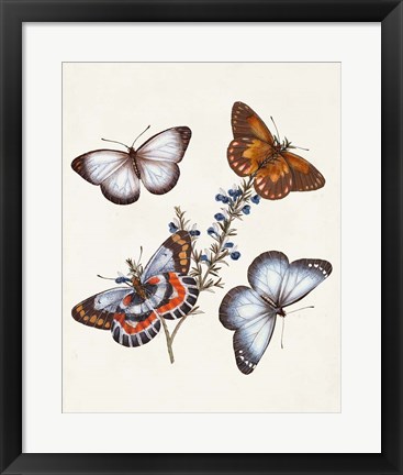 Framed Butterflies &amp; Moths III Print