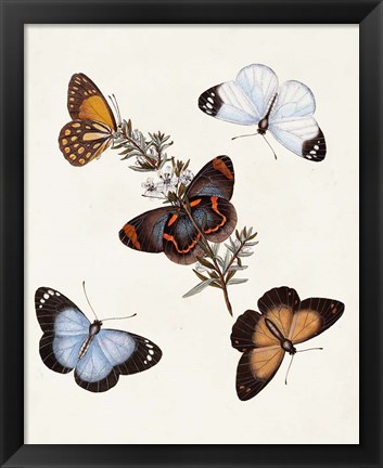 Framed Butterflies &amp; Moths IV Print