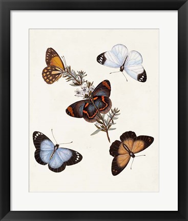 Framed Butterflies &amp; Moths IV Print