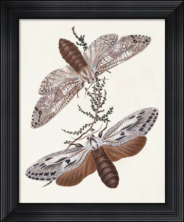 Framed Butterflies &amp; Moths V Print