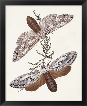 Framed Butterflies &amp; Moths V Print