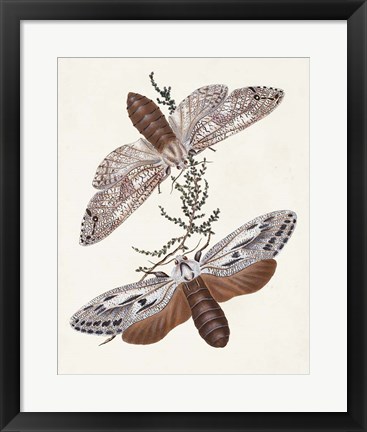 Framed Butterflies &amp; Moths V Print