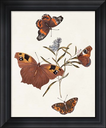 Framed Butterflies &amp; Moths VI Print