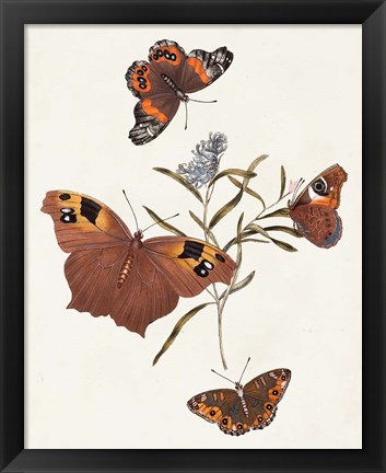Framed Butterflies &amp; Moths VI Print