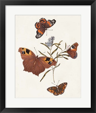 Framed Butterflies &amp; Moths VI Print