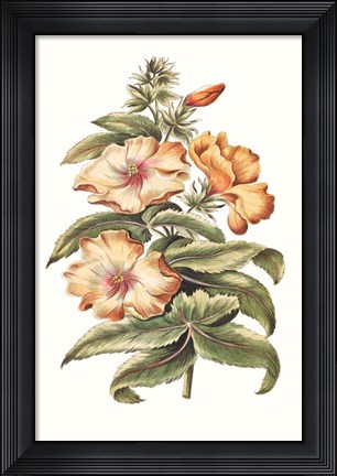 Framed Flowering Hibiscus I Print