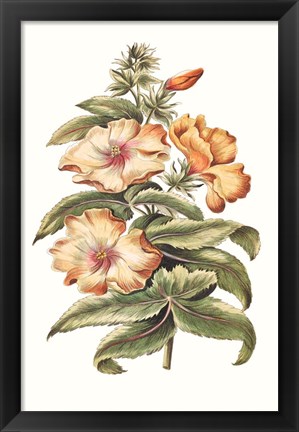 Framed Flowering Hibiscus I Print