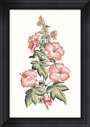 Framed Flowering Hibiscus II Print