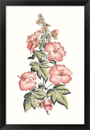 Framed Flowering Hibiscus II Print