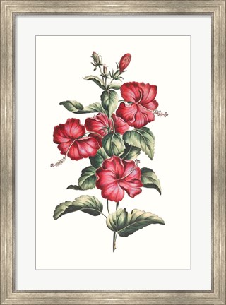 Framed Flowering Hibiscus III Print
