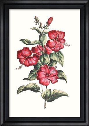 Framed Flowering Hibiscus III Print