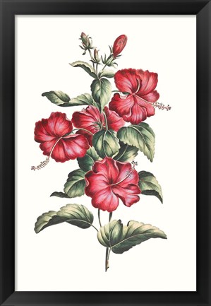 Framed Flowering Hibiscus III Print