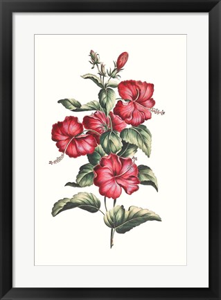 Framed Flowering Hibiscus III Print