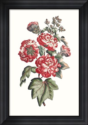 Framed Flowering Hibiscus IV Print