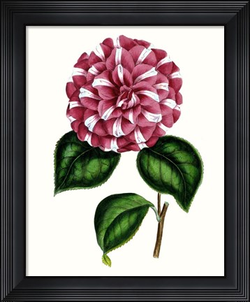 Framed Grand Blooms I Print